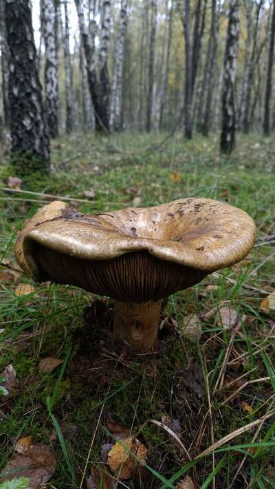 krowiak podwiniet