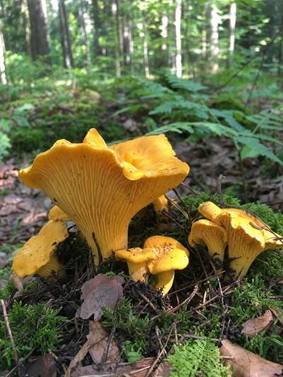 lisowka pomaranczowa