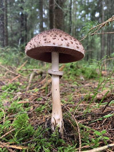 pieczarka lesna