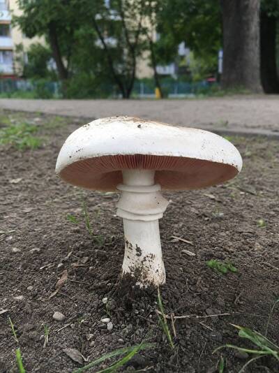 pieczarka miejska